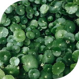 Gotu kola
