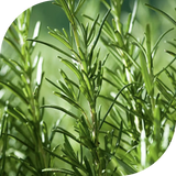 Rosemary Leaf Extract