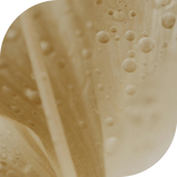 Salicylic Acid