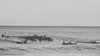 people surfing